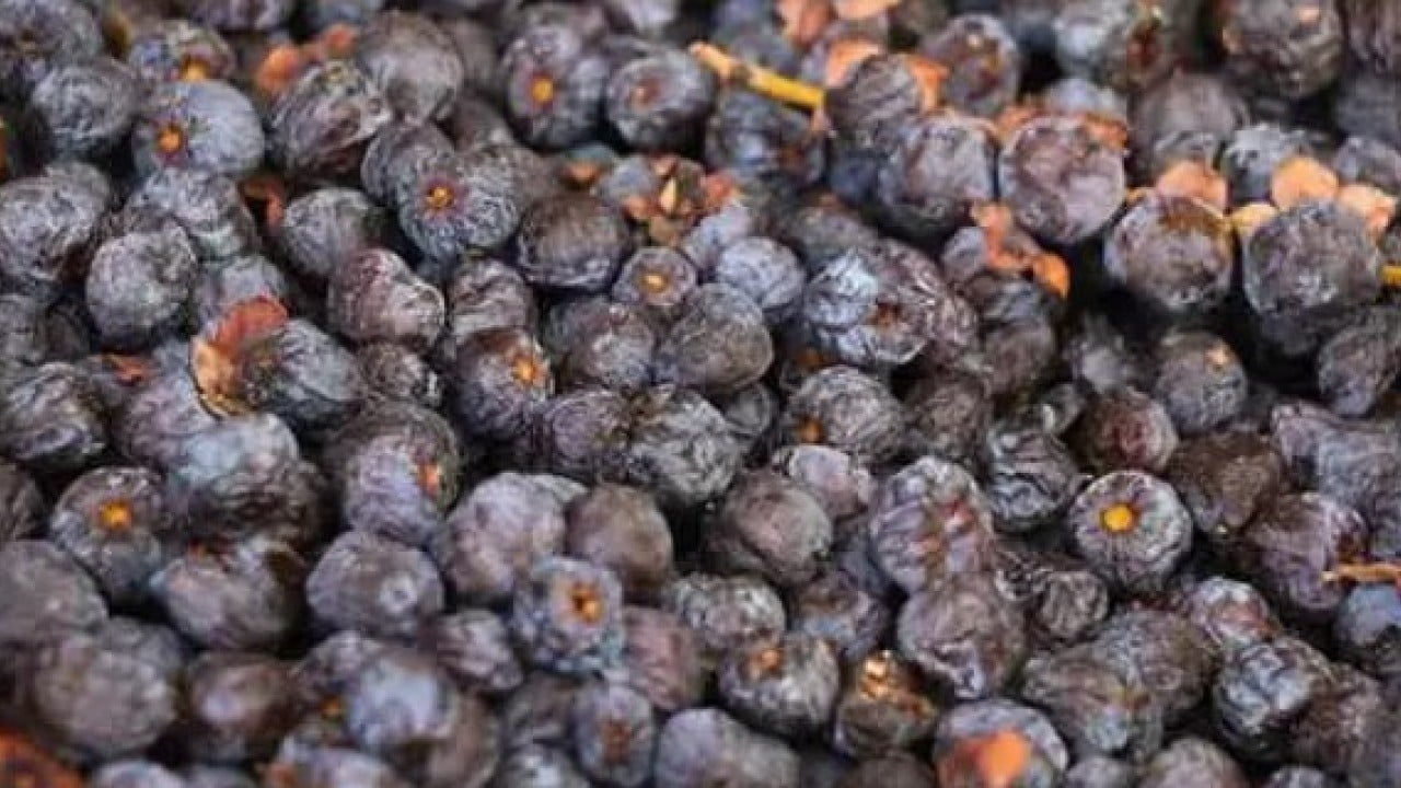 Foto - 2 yılda bir hasat ediliyor! Bu meyve çürüyünce yeniyor!