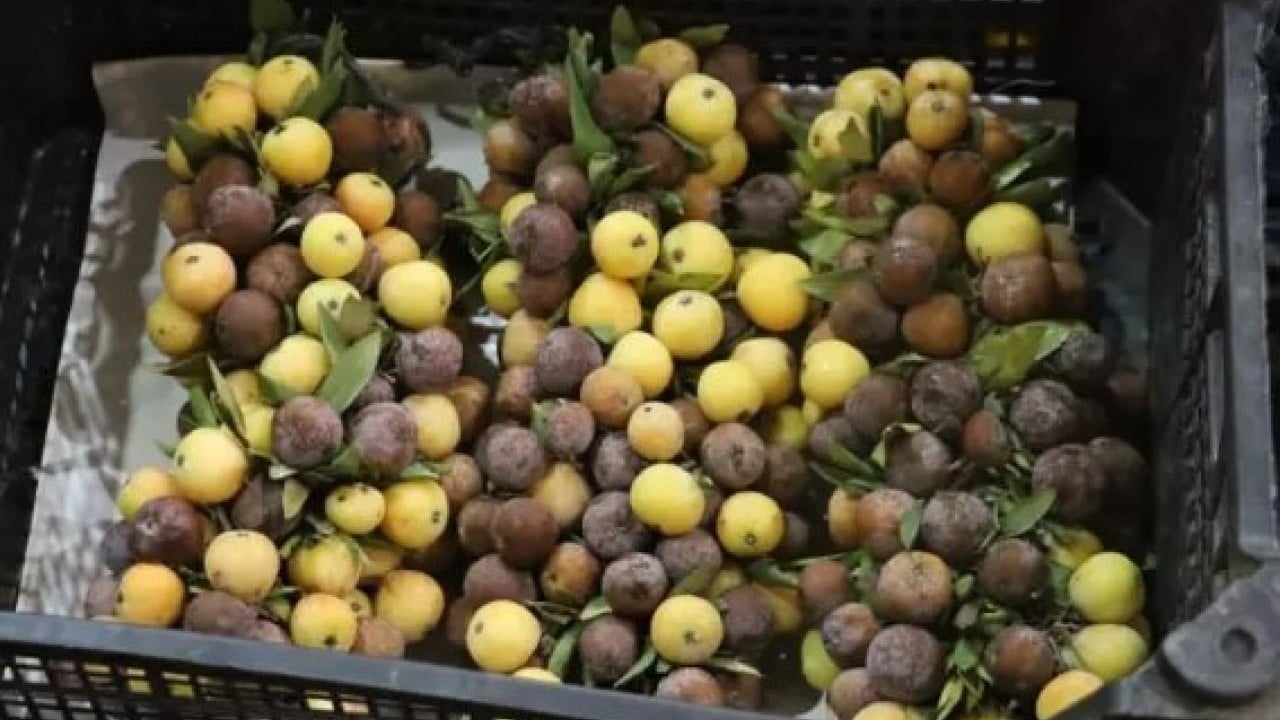 Foto - 2 yılda bir hasat ediliyor! Bu meyve çürüyünce yeniyor!