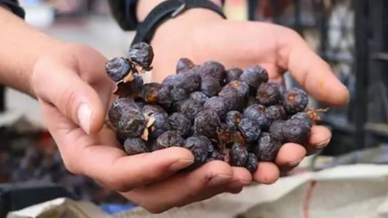 Foto - 2 yılda bir hasat ediliyor! Bu meyve çürüyünce yeniyor!