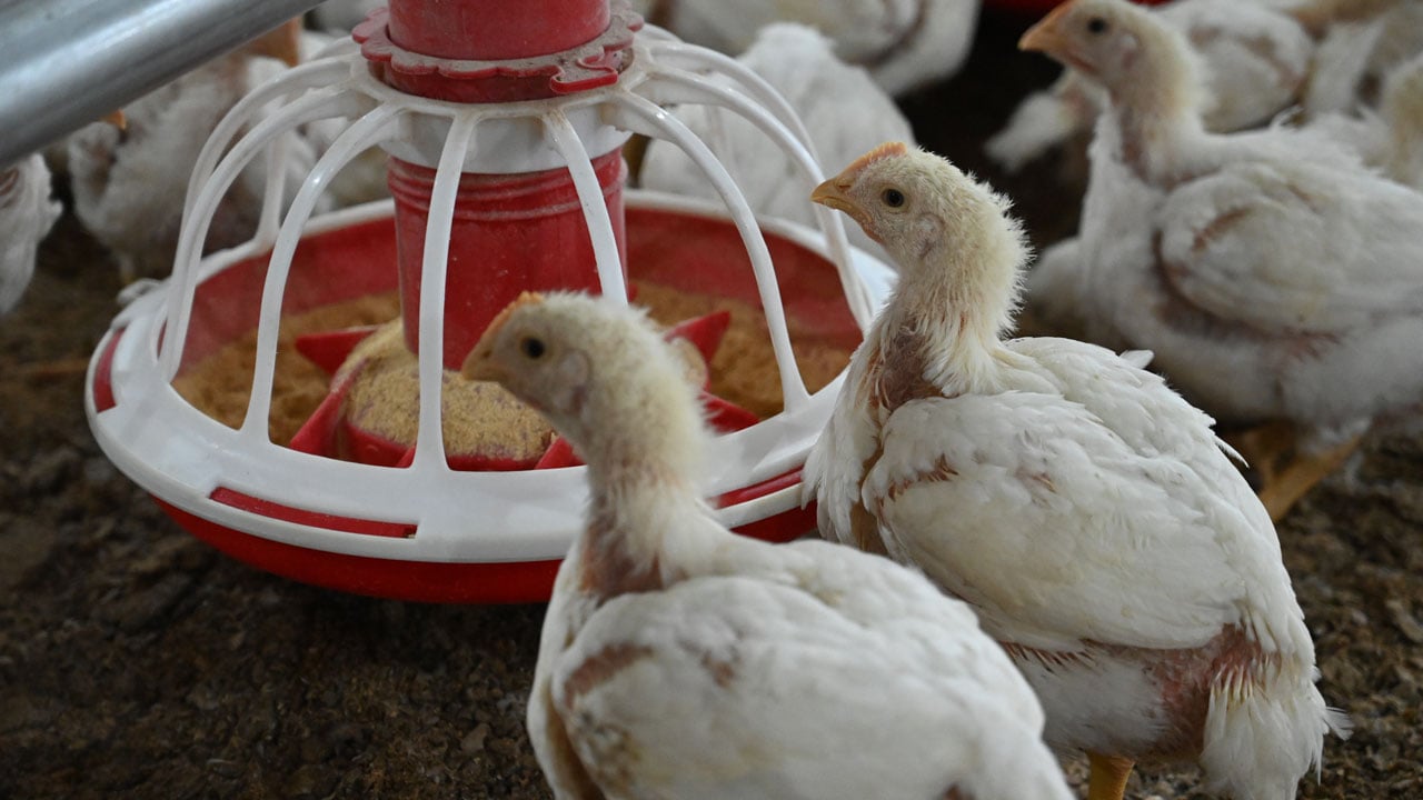 Foto - 20 milyonluk yatırım! Hayalini devlet desteğiyle gerçeğe dönüştürdü