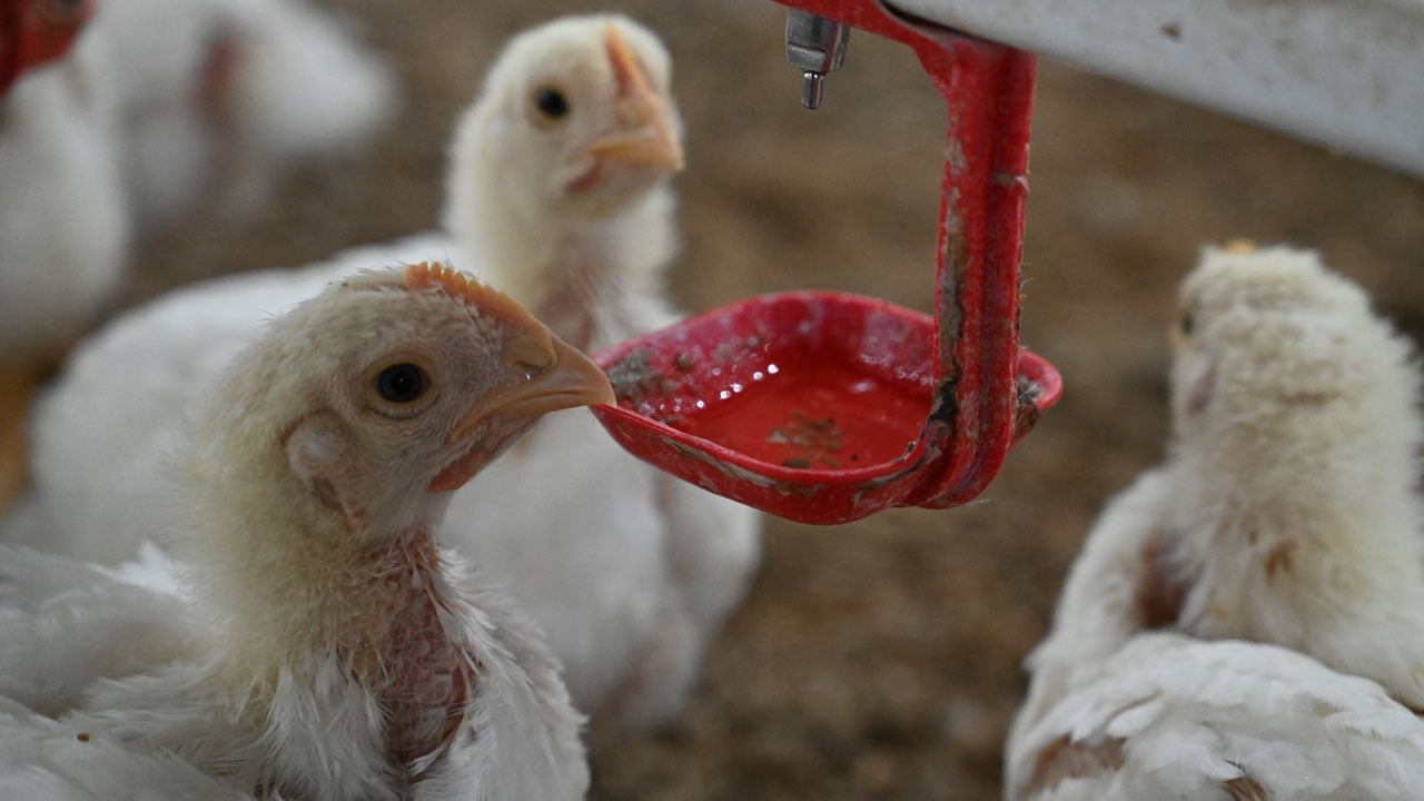 Foto - 20 milyonluk yatırım! Hayalini devlet desteğiyle gerçeğe dönüştürdü
