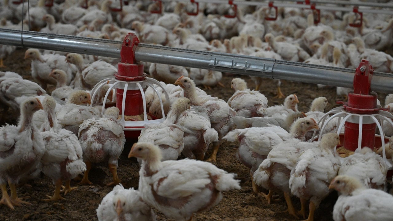 Foto - 20 milyonluk yatırım! Hayalini devlet desteğiyle gerçeğe dönüştürdü