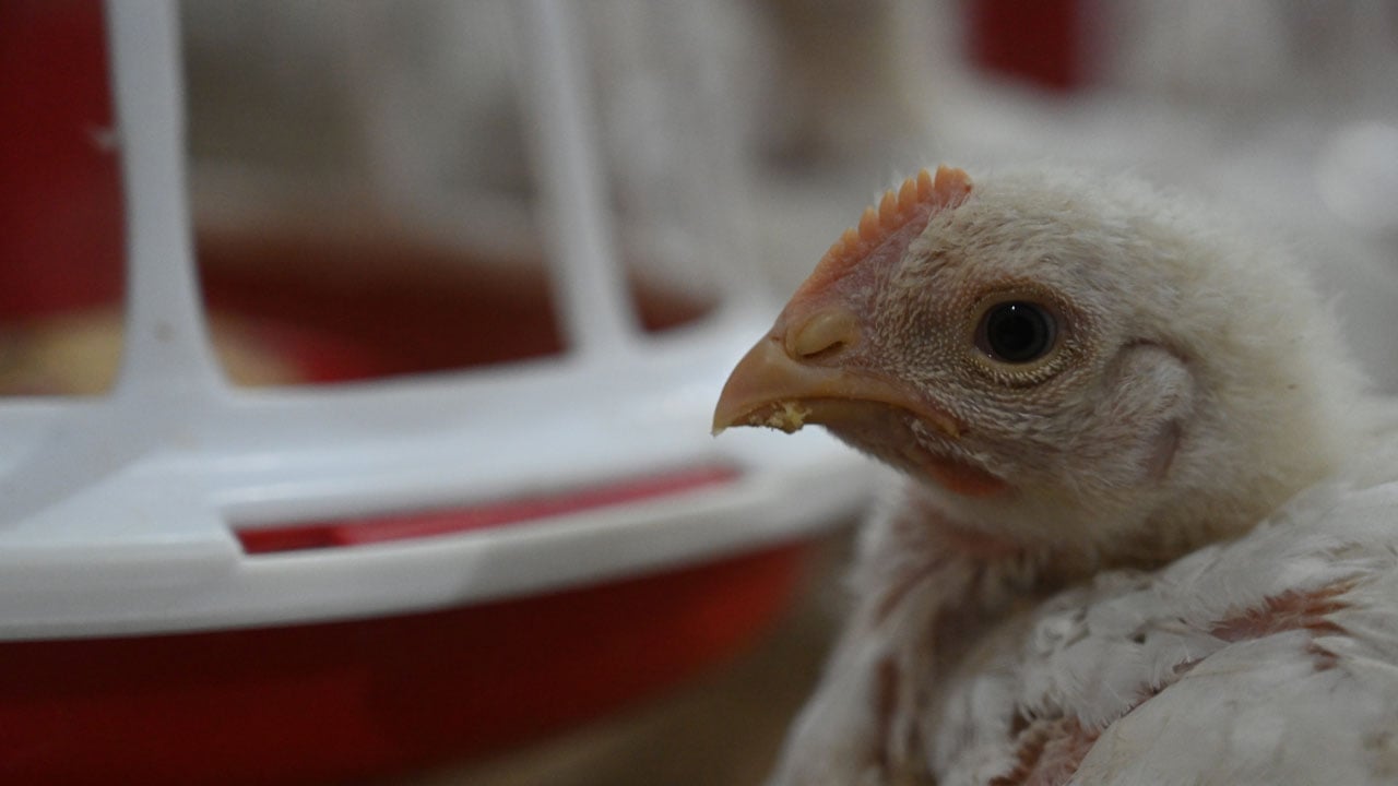 Foto - 20 milyonluk yatırım! Hayalini devlet desteğiyle gerçeğe dönüştürdü