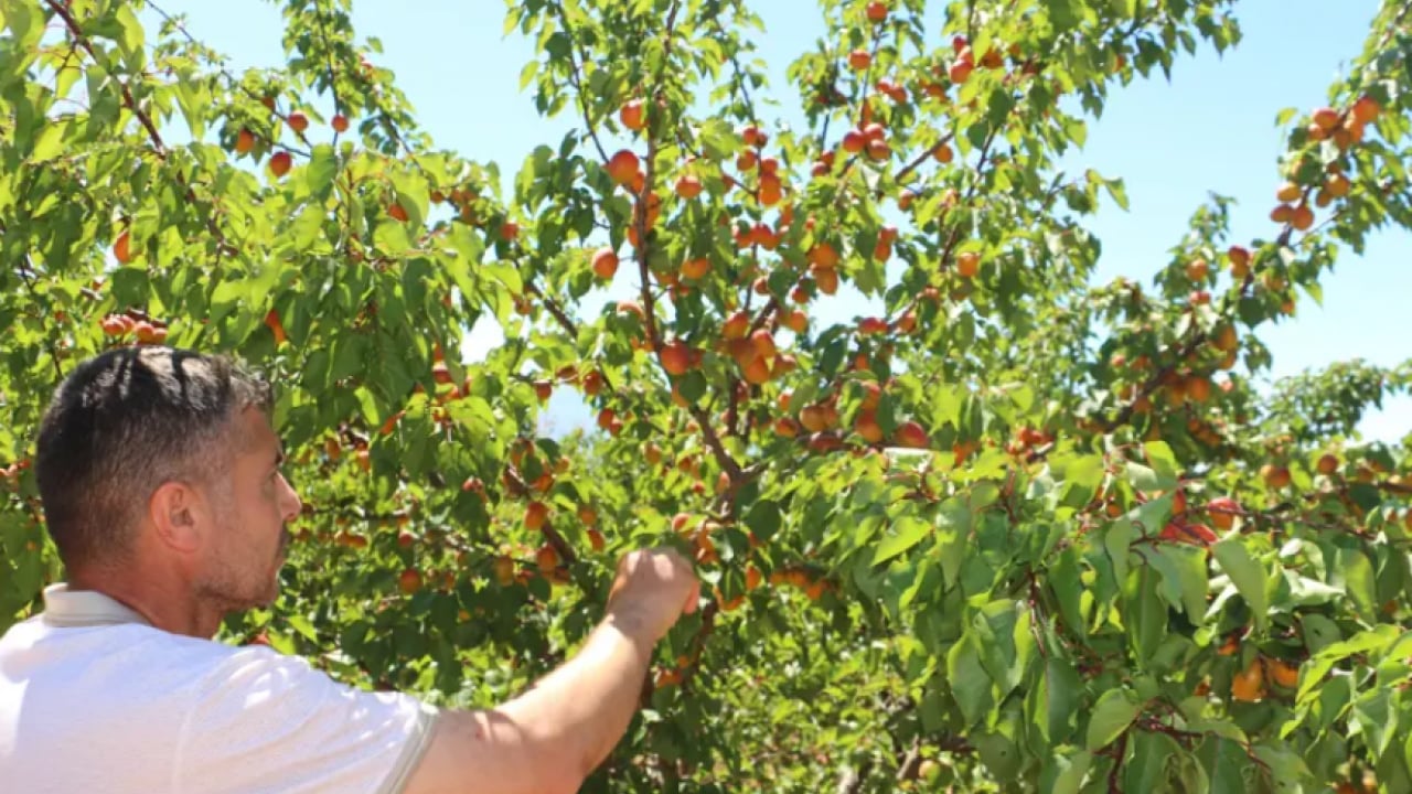 Foto - 20 ton ürün hedefleniyor! Kilosu 40 TL'den satılıyor!