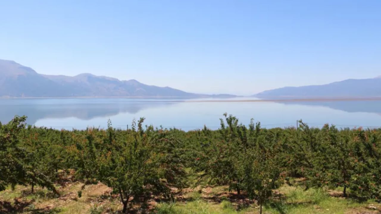 Foto - 20 ton ürün hedefleniyor! Kilosu 40 TL'den satılıyor!