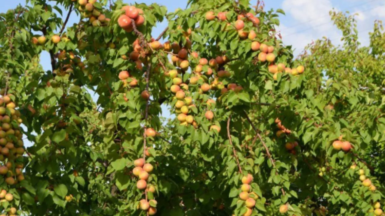 Foto - 20 ton ürün hedefleniyor! Kilosu 40 TL'den satılıyor!