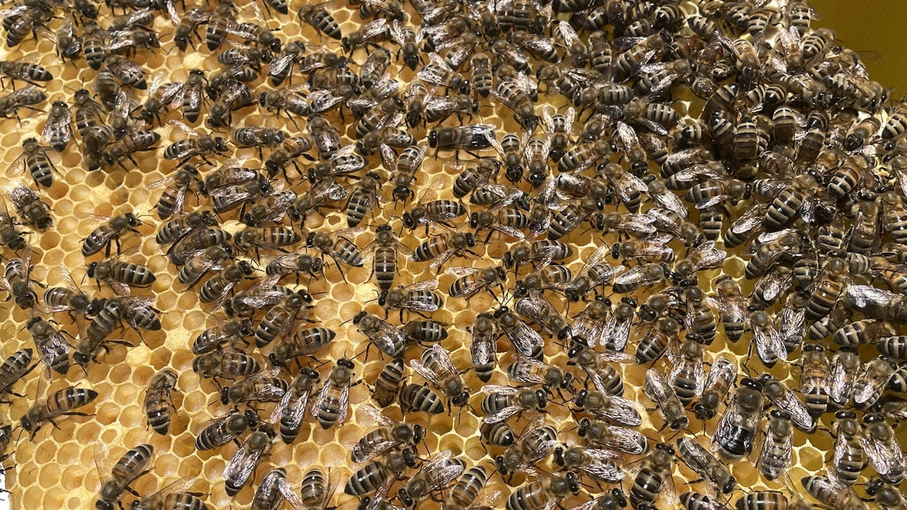 Foto - 20 yaşındaki üniversiteli 1 ton bal hedefliyor! Dedesinin terk ettiği mahalleye döndü