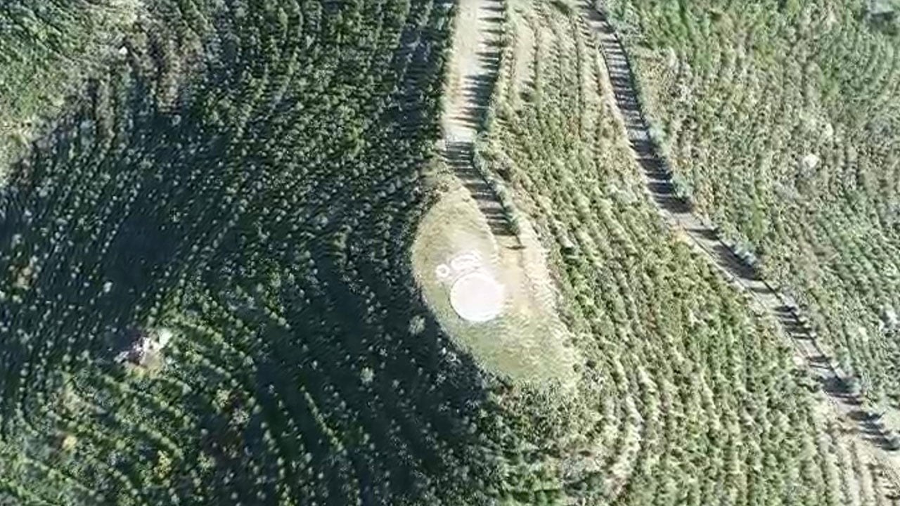 Foto - 2019 yılında kül olmuştu! Binlerce hektarlık alan yeniden yeşerdi