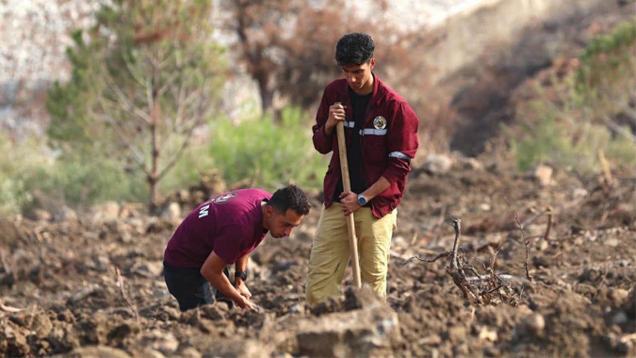 Foto - 2019’da dikilen fidanlar şimdi ağaç oldu! Milli seferberliğin ilk meyveleri
