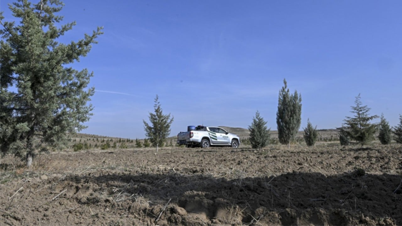 Foto - 2019’da dikilen fidanlar şimdi ağaç oldu! Milli seferberliğin ilk meyveleri