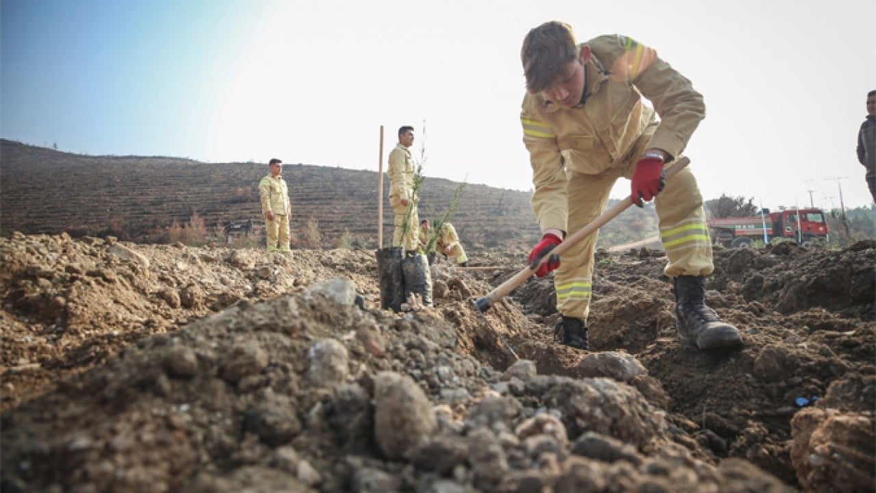 Foto - 2019’da dikilen fidanlar şimdi ağaç oldu! Milli seferberliğin ilk meyveleri