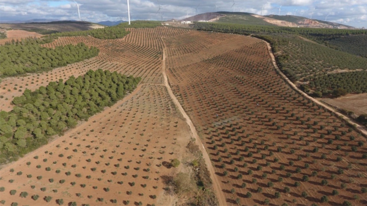 Foto - 2019’da dikilen fidanlar şimdi ağaç oldu! Milli seferberliğin ilk meyveleri