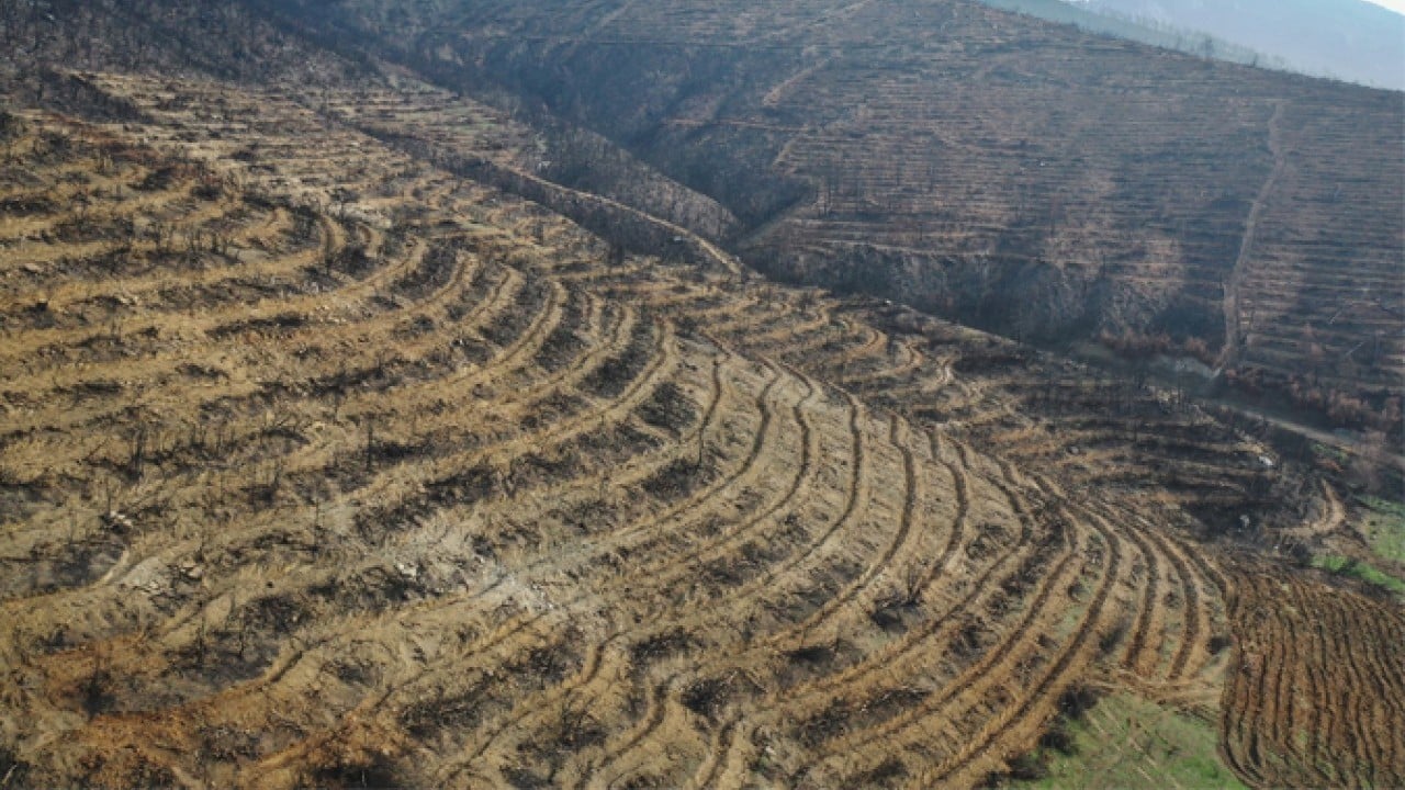 Foto - 2019’da dikilen fidanlar şimdi ağaç oldu! Milli seferberliğin ilk meyveleri