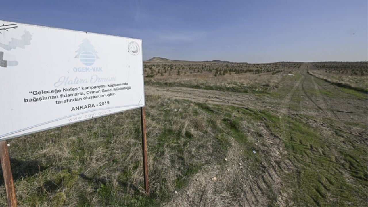 Foto - 2019’da dikilen fidanlar şimdi ağaç oldu! Milli seferberliğin ilk meyveleri