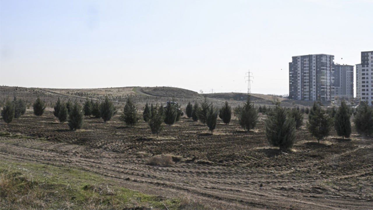 Foto - 2019’da dikilen fidanlar şimdi ağaç oldu! Milli seferberliğin ilk meyveleri