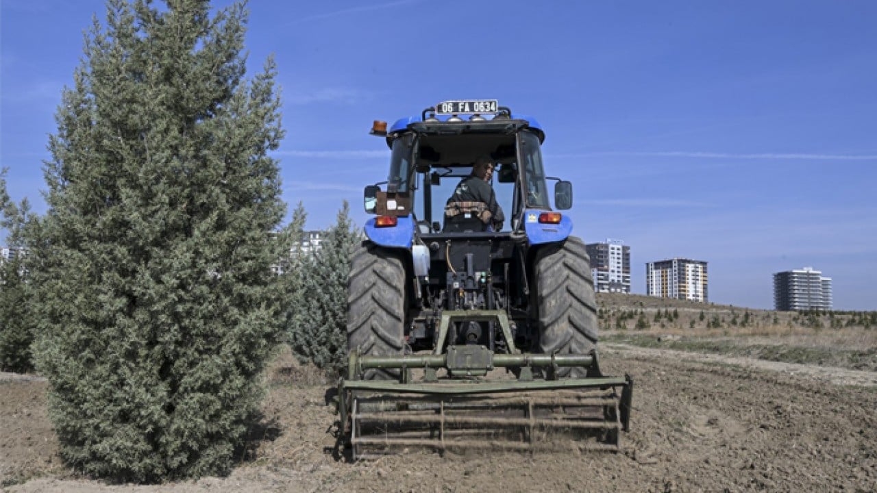 Foto - 2019’da dikilen fidanlar şimdi ağaç oldu! Milli seferberliğin ilk meyveleri