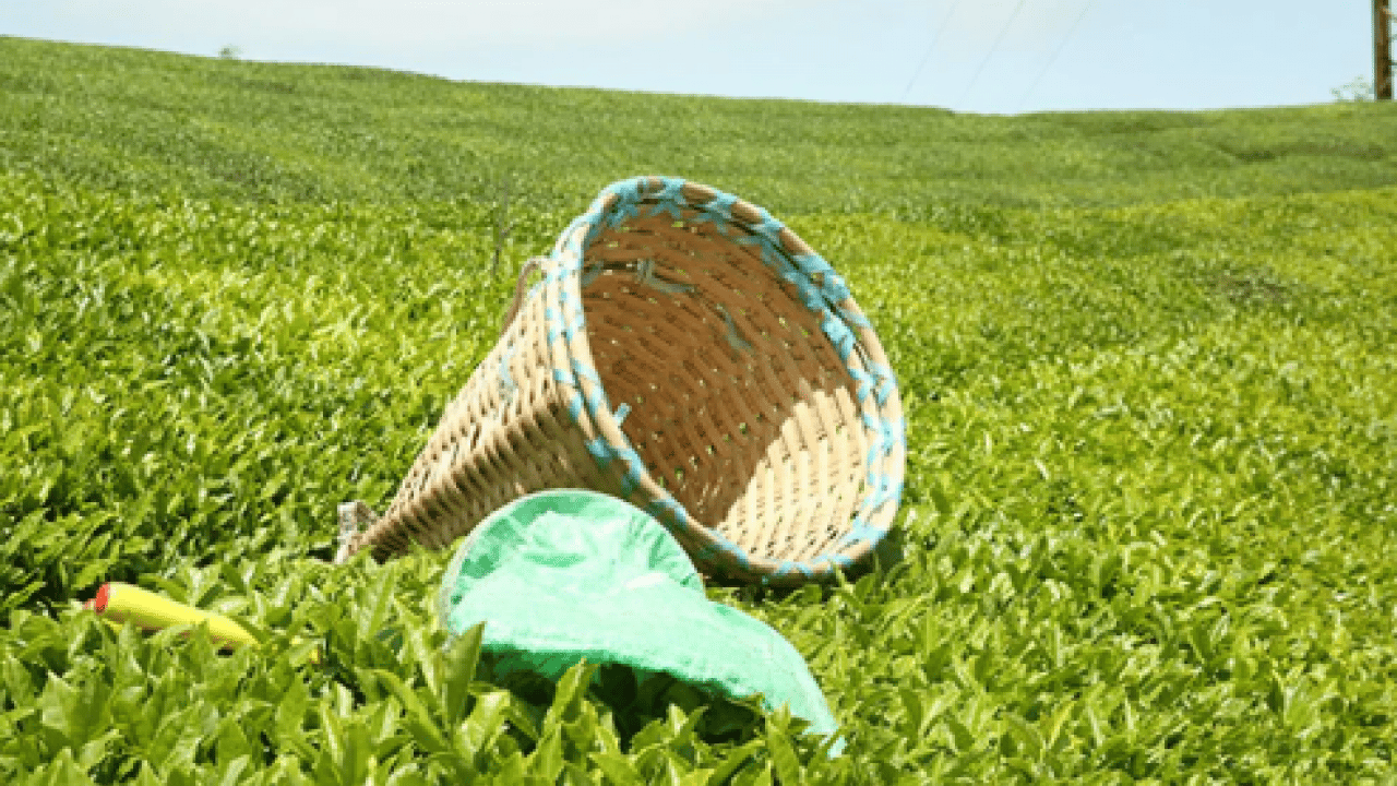 Foto - 2025 yılının çay rekoltesi açıklandı