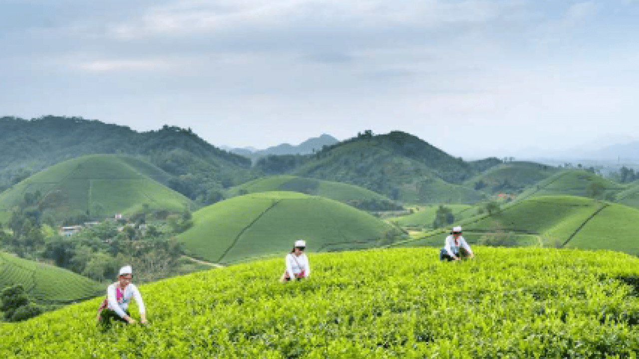 Foto - 2025 yılının çay rekoltesi açıklandı