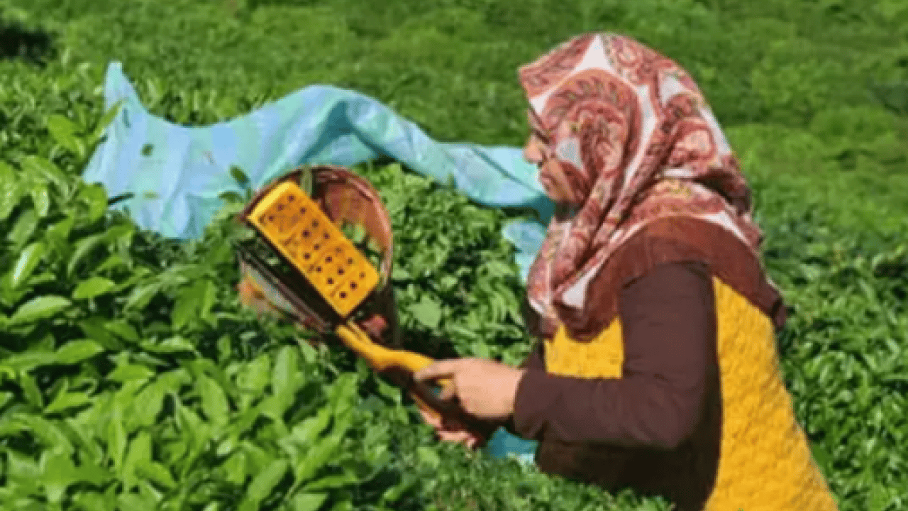 2025 yılının çay rekoltesi açıklandı