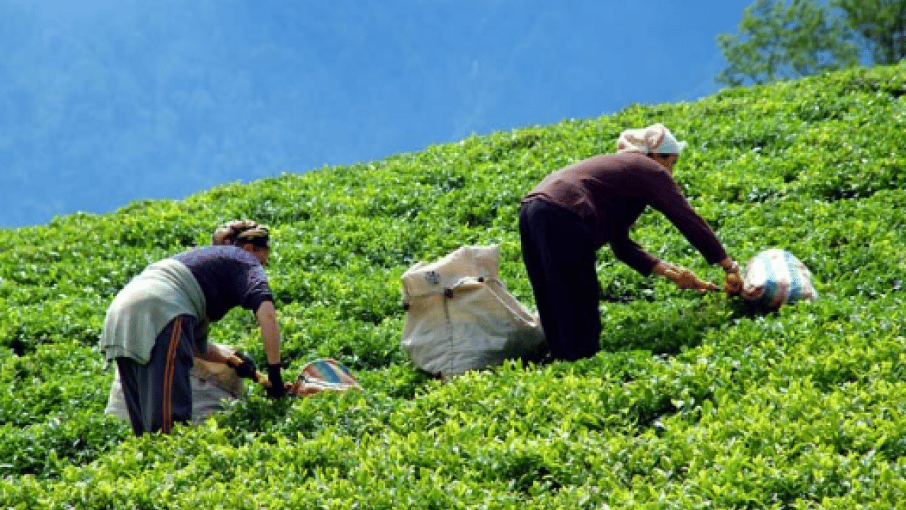 Foto - 2025 yılının çay rekoltesi açıklandı