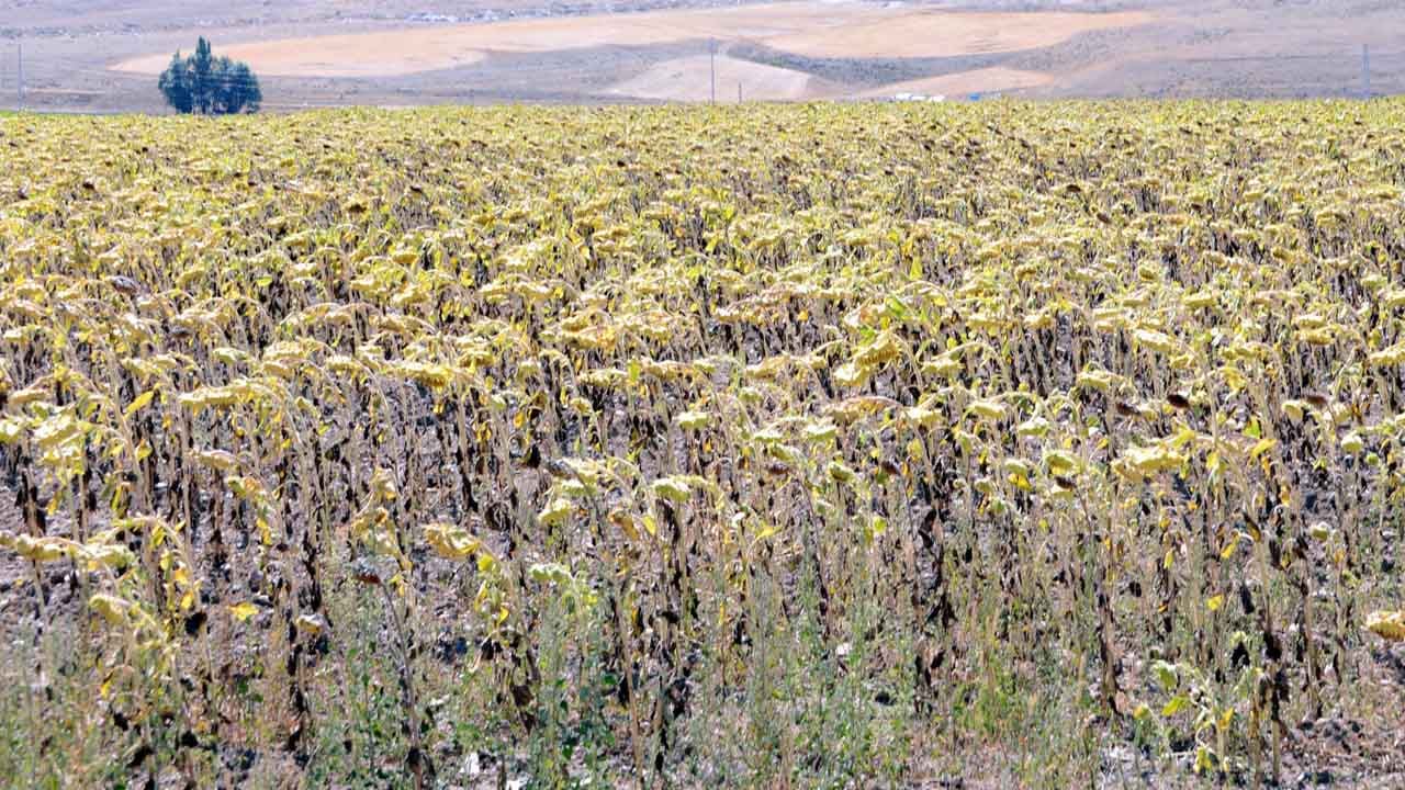 Foto - 2050 yılı için ürküten senaryo: Tarımı bekleyen büyük tehlike