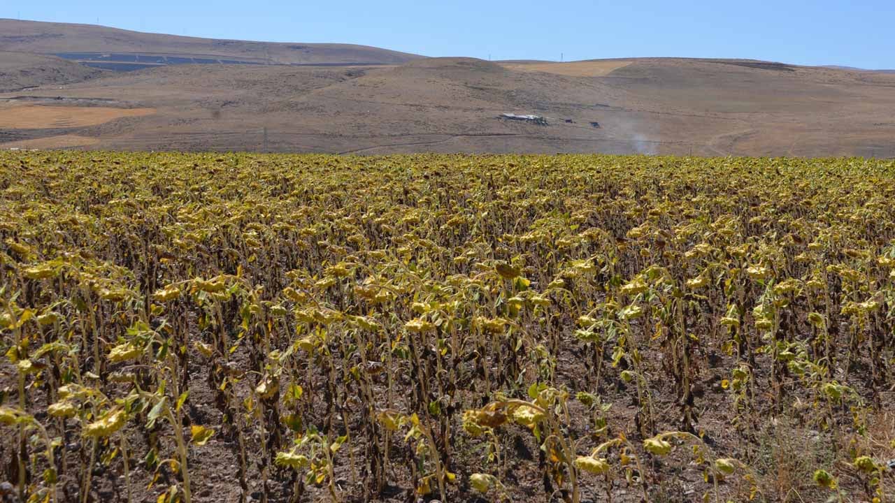 Foto - 2050 yılı için ürküten senaryo: Tarımı bekleyen büyük tehlike