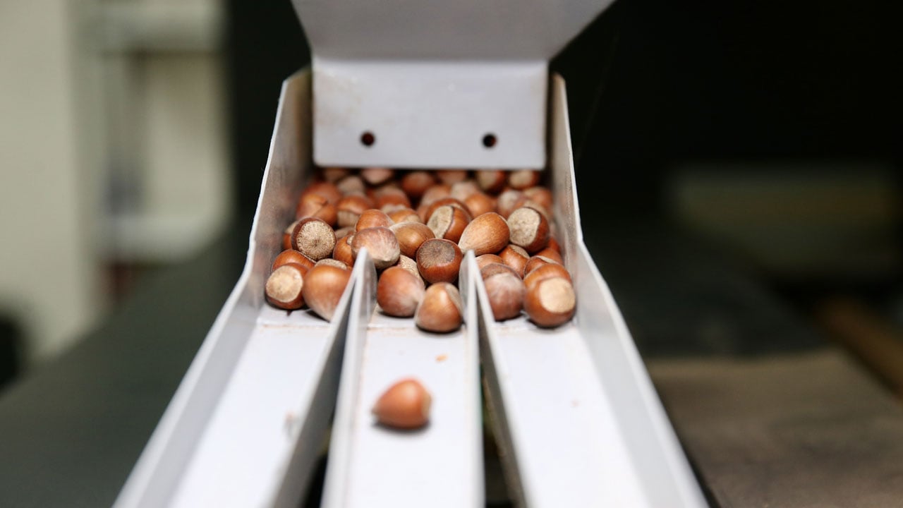 Foto - 23 yaşında kendi işinin patronu oldu! Devlet desteğiyle fındığa değer kattı