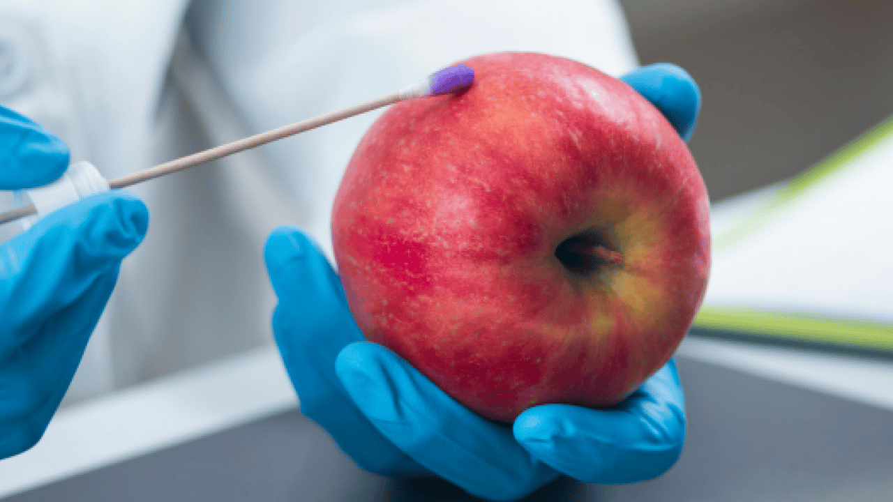 Foto - 233 ton elma imha edildi