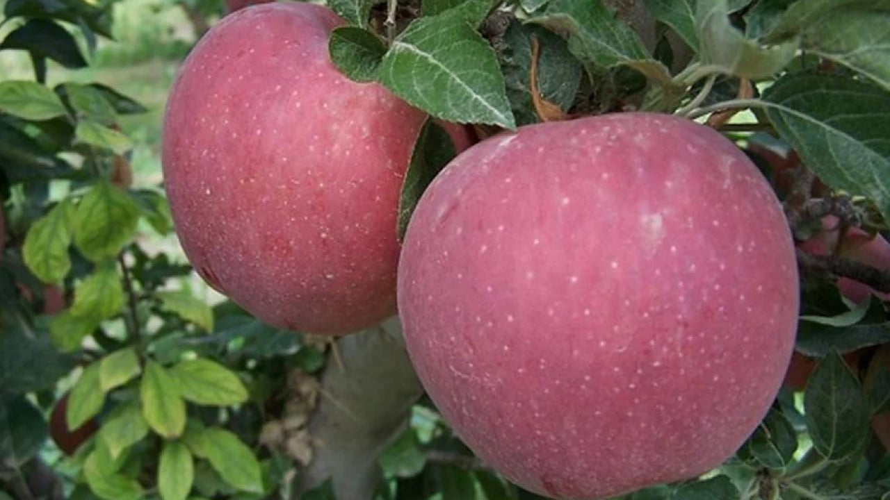 Foto - 233 ton elma imha edildi