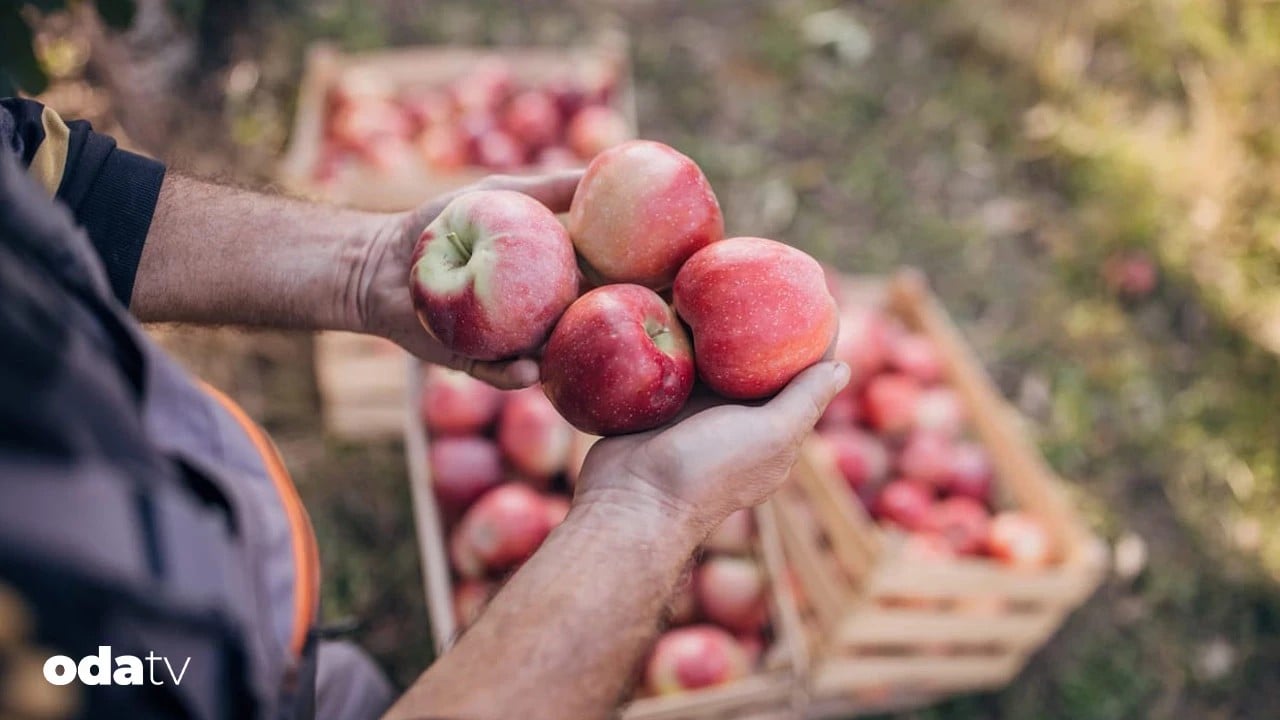Foto - 233 ton elma imha edildi