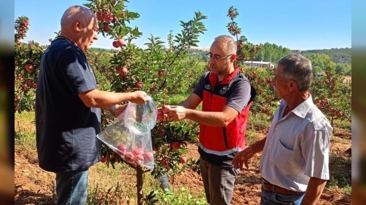 Foto - 233 ton elma imha edildi