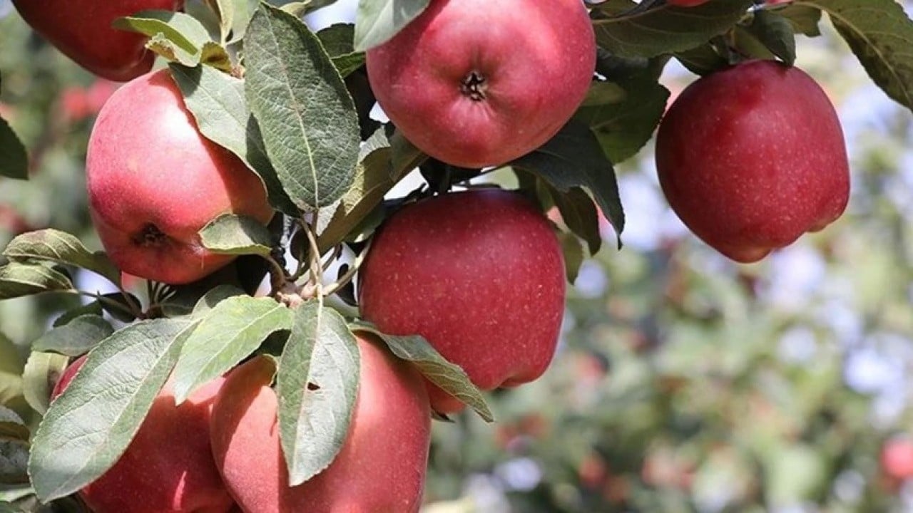 233 ton elma imha edildi