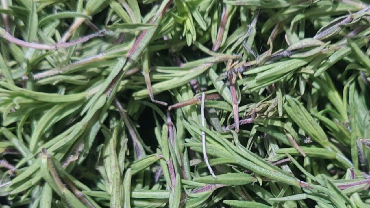 Foto - 24 Saatte gripten nasıl kurtulursunuz? Kekiği her sabah aç karnına içerseniz! Bakın kat kat daha faydalı