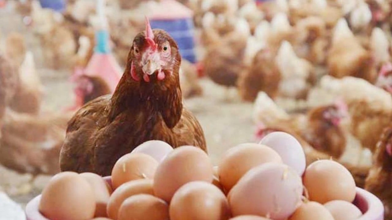 Foto - TÜİK son rakamları paylaştı! bu haber de ‘hayvanlık bitmiş bitmiş’ diyen palavracılara