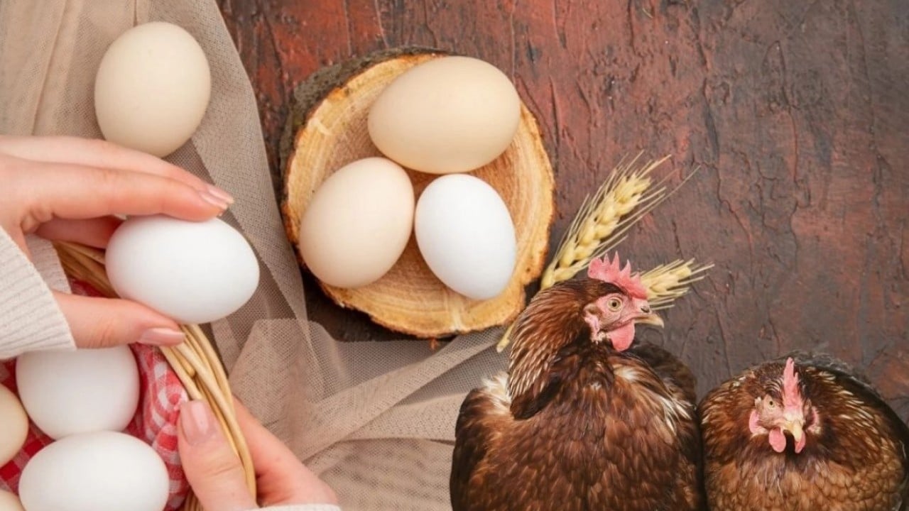 Foto - TÜİK son rakamları paylaştı! bu haber de ‘hayvanlık bitmiş bitmiş’ diyen palavracılara