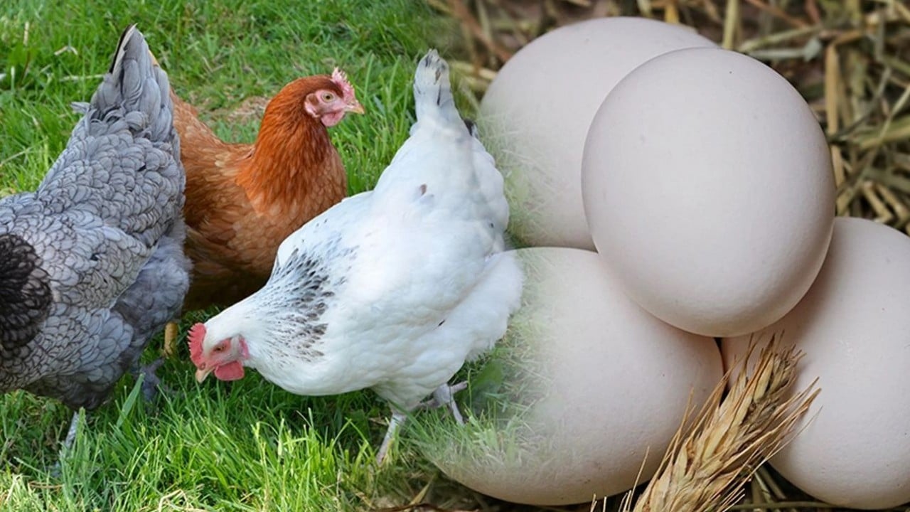 Foto - TÜİK son rakamları paylaştı! bu haber de ‘hayvanlık bitmiş bitmiş’ diyen palavracılara