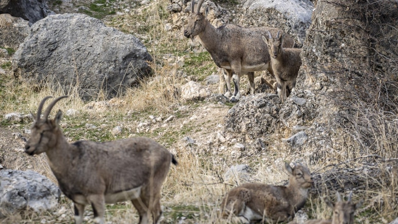 Foto - 3 bin rakımlı karlı dağlardan ilçe merkezine indiler! Evlerin bahçelerinde güvenle yaşıyorlar