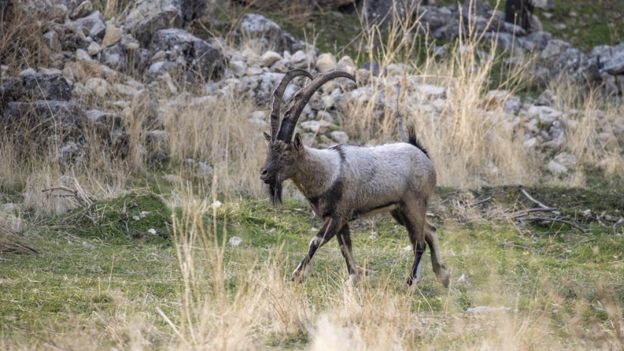 Foto - 3 bin rakımlı karlı dağlardan ilçe merkezine indiler! Evlerin bahçelerinde güvenle yaşıyorlar