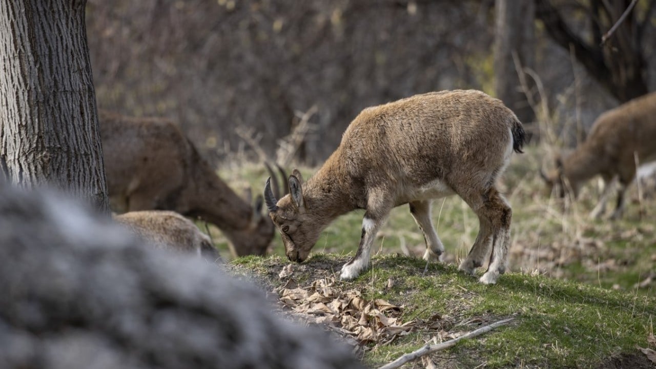 Foto - 3 bin rakımlı karlı dağlardan ilçe merkezine indiler! Evlerin bahçelerinde güvenle yaşıyorlar
