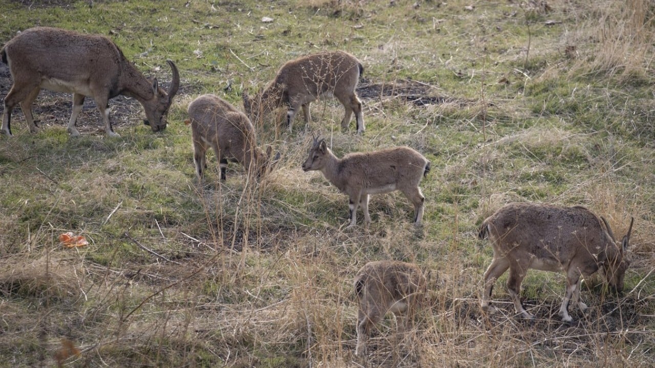 Foto - 3 bin rakımlı karlı dağlardan ilçe merkezine indiler! Evlerin bahçelerinde güvenle yaşıyorlar
