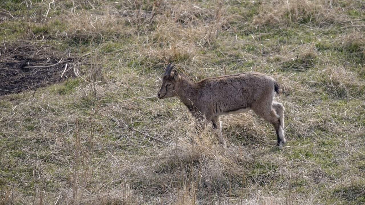 Foto - 3 bin rakımlı karlı dağlardan ilçe merkezine indiler! Evlerin bahçelerinde güvenle yaşıyorlar
