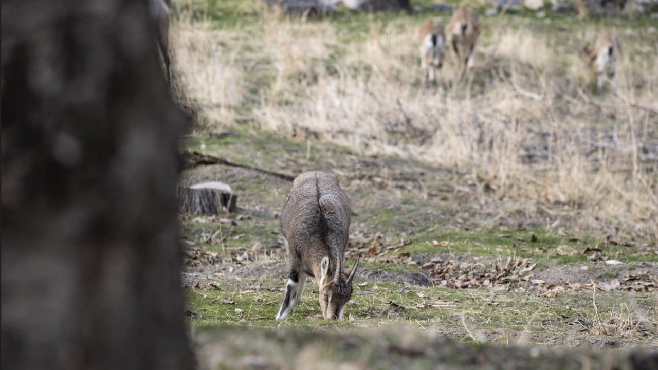 Foto - 3 bin rakımlı karlı dağlardan ilçe merkezine indiler! Evlerin bahçelerinde güvenle yaşıyorlar