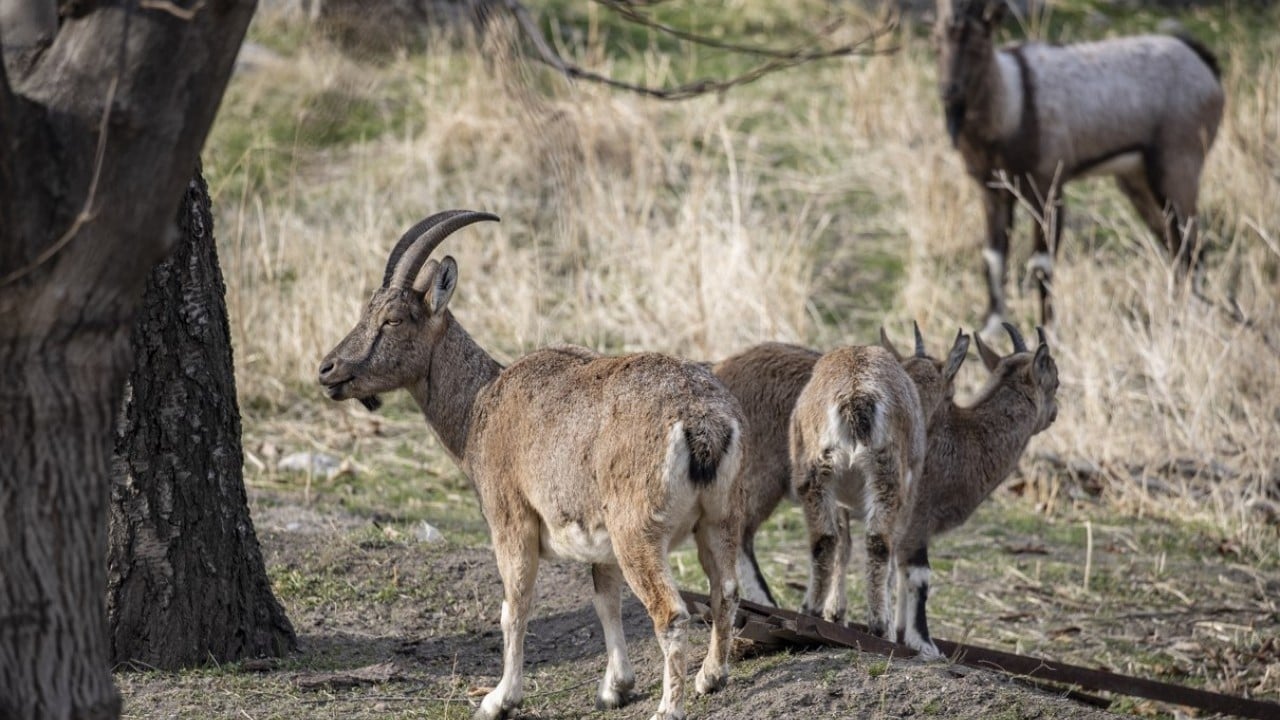 Foto - 3 bin rakımlı karlı dağlardan ilçe merkezine indiler! Evlerin bahçelerinde güvenle yaşıyorlar