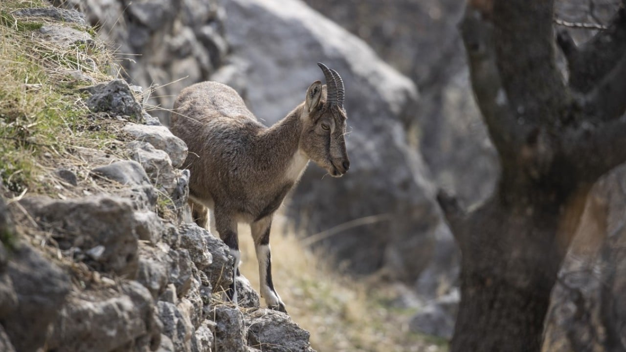 Foto - 3 bin rakımlı karlı dağlardan ilçe merkezine indiler! Evlerin bahçelerinde güvenle yaşıyorlar