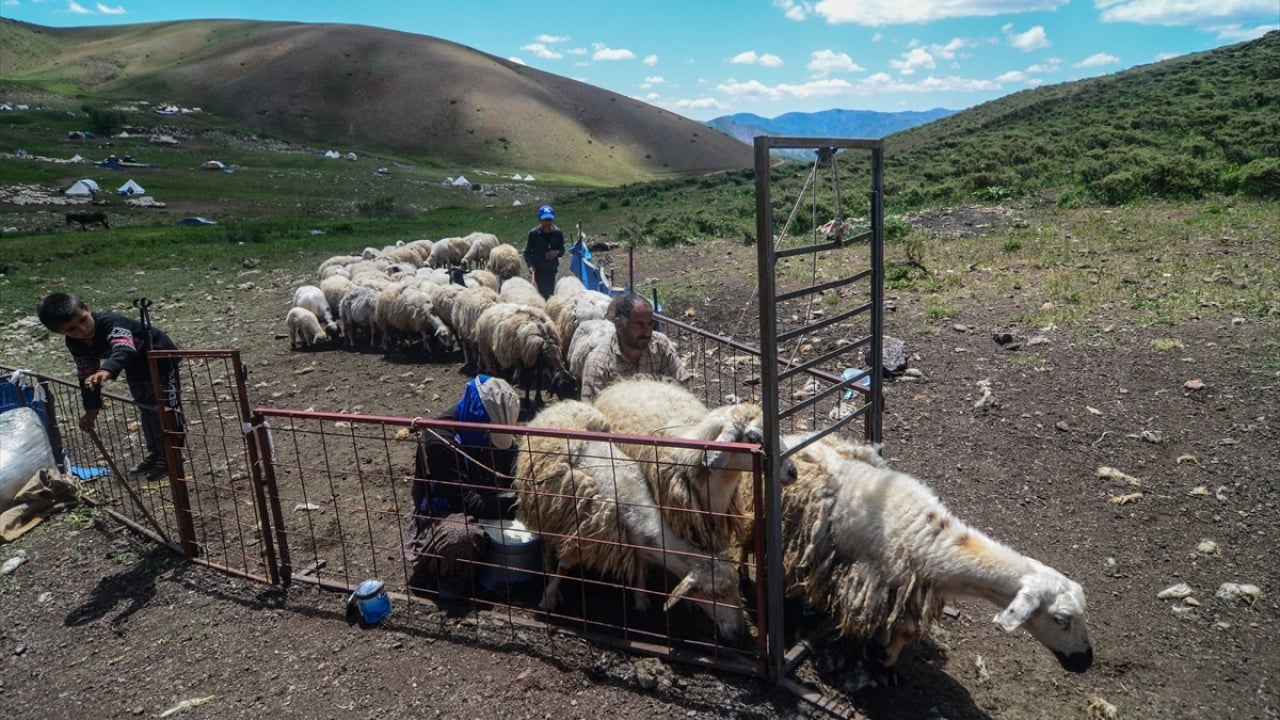 Foto - 3 bin rakımlı zirvede tescilli lezzet mesaisi