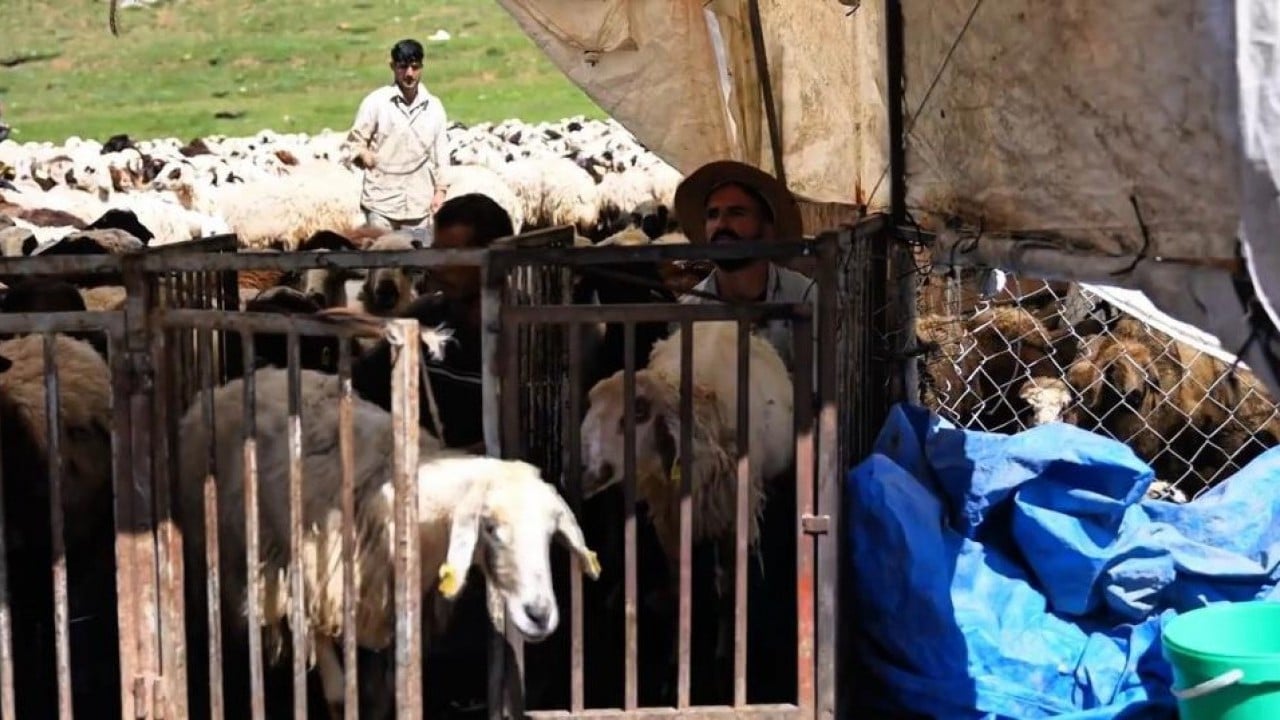 Foto - 3 bin rakımlı zirvede tescilli lezzet mesaisi