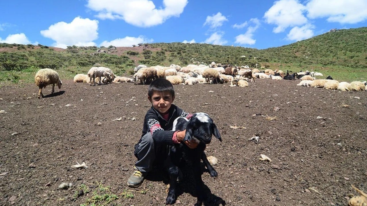 Foto - 3 bin rakımlı zirvede tescilli lezzet mesaisi