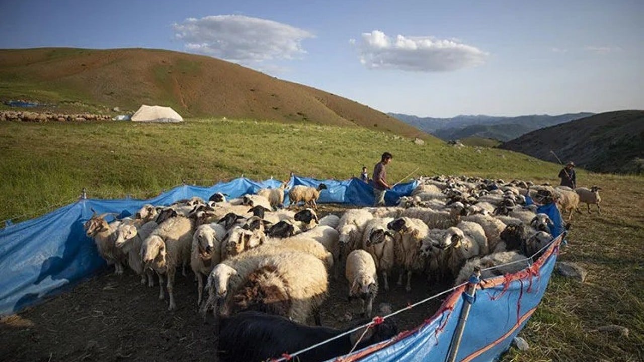 Foto - 3 bin rakımlı zirvede tescilli lezzet mesaisi