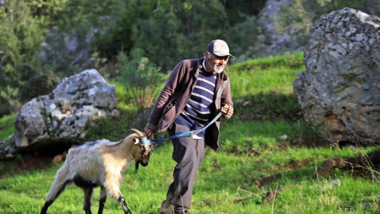 Foto - 3 keçisini kurtlar yemişti! Yaşlı adam, mahsur kaldığı uçurumdan kurtarılan son keçisine böyle kavuştu