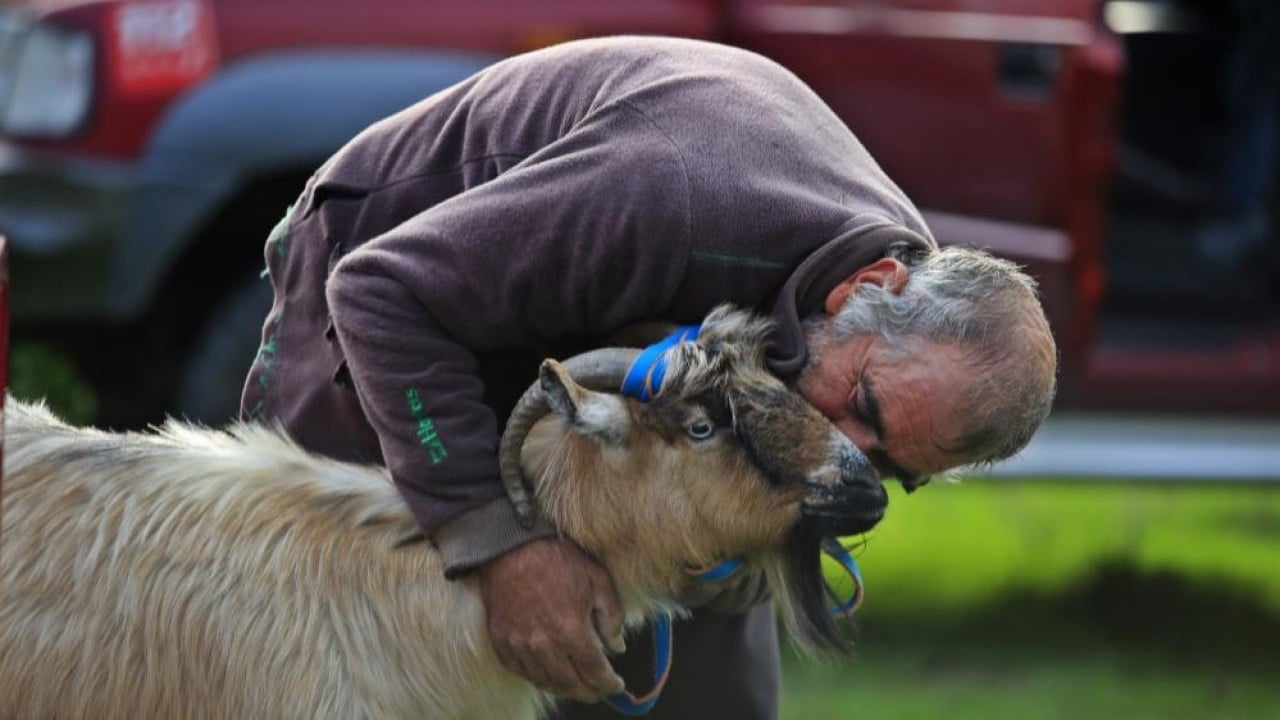 3 keçisini kurtlar yemişti! Yaşlı adam, mahsur kaldığı uçurumdan kurtarılan son keçisine böyle kavuştu